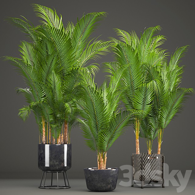 Plant collection 216. Howea forsteriana, palm tree, basket, black pot, indoor plants