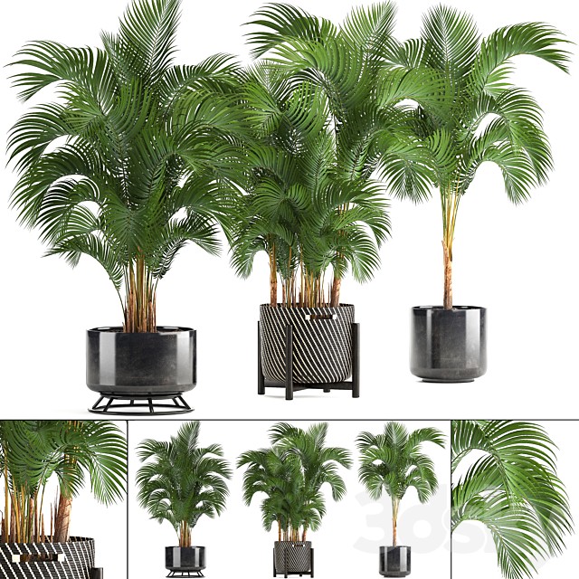 Collection of plants Howea forsteriana 217. Indoor palm, hovea, basket, black flowerpot, bushes, pot