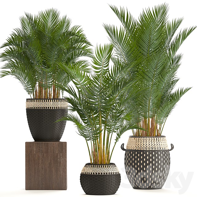 Collection of plants 218. Howea forsteriana, basket, rattan, palm tree, interior palm trees, eco style, design, natural decor, wicker