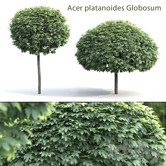 Maple Globosum