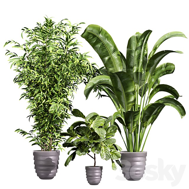 plant vol 1129 - banana - fiddle - aspidistra