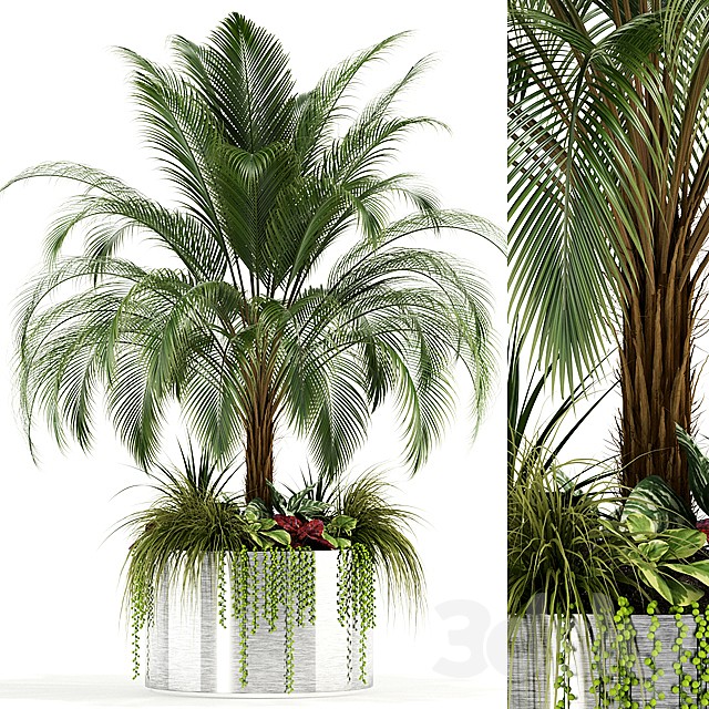 Plants collection 104