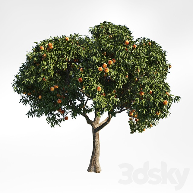peach tree 8