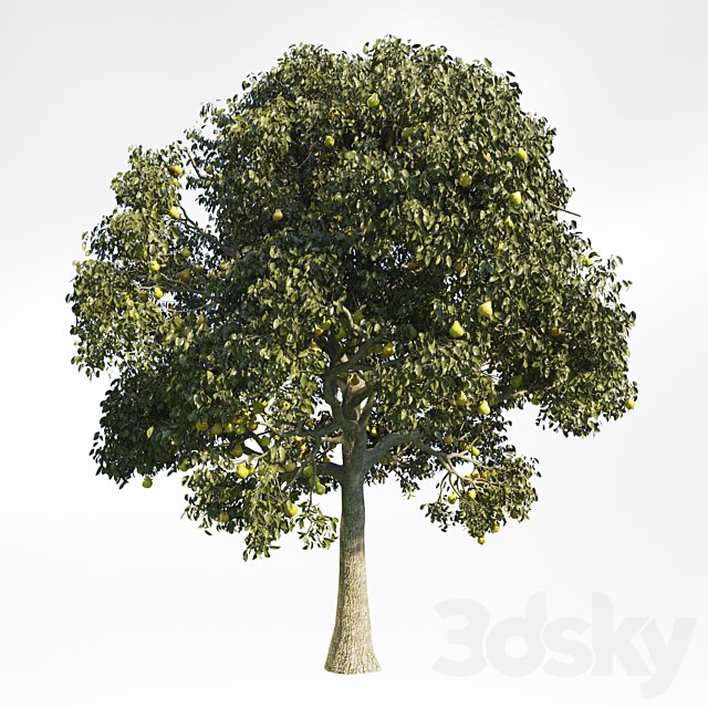 Pear Tree 10