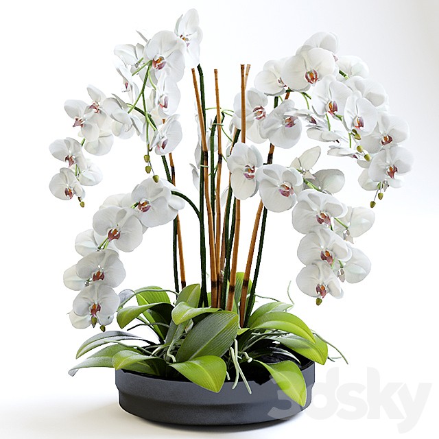 Orchid 2