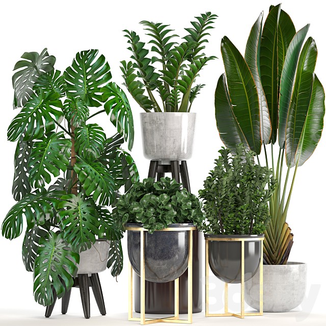 Collection of plants. Monstera, Ravenala, Strelitzia, banana, bush, Zamioculcas, luxury, flowerpot, Strelitzia, street, decorative