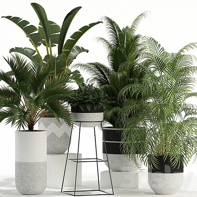Plants collection 110
