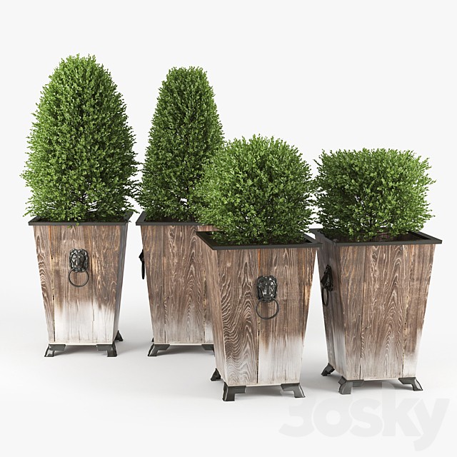 BOXWOOD TOPIARY
