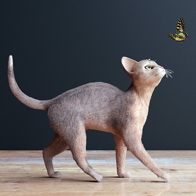 Abyssinian cat