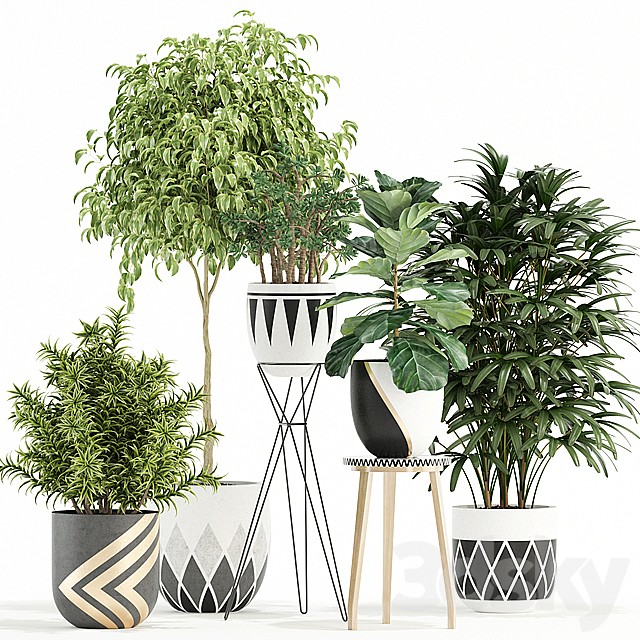Plants collection 112