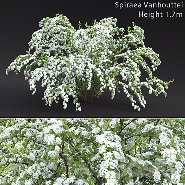 Spiraea Vanhouttei