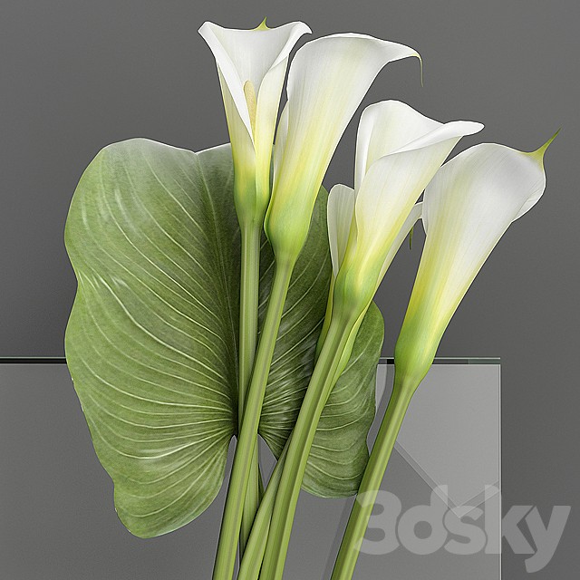 Callas 2