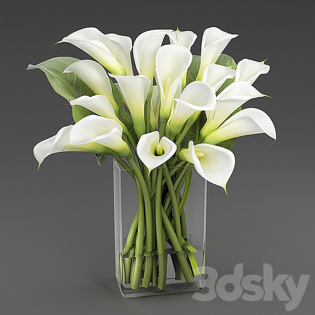 Calla 1