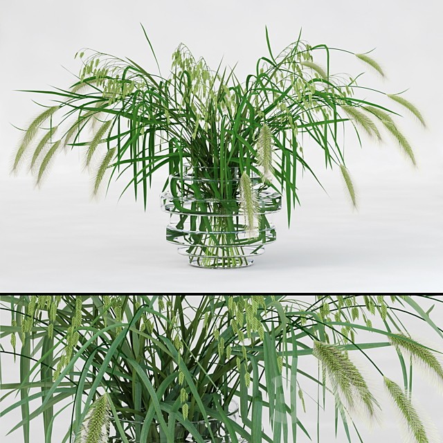 Northern Sea Oats and Pennisetum Green