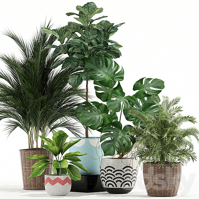 Plants collection 115