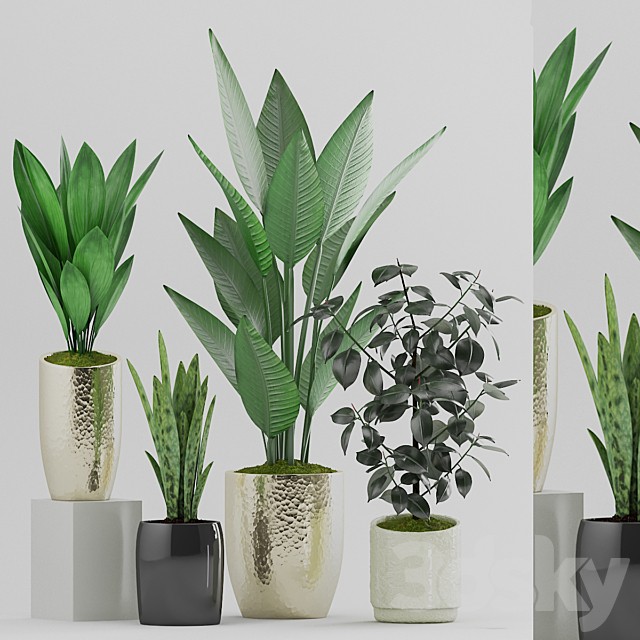 Plant 89