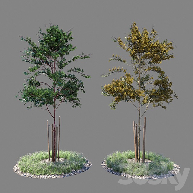 Young tree 04