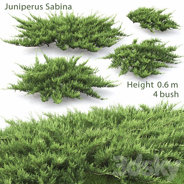 Juniperus