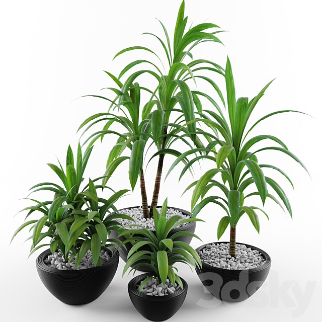 Dracaena fragrans