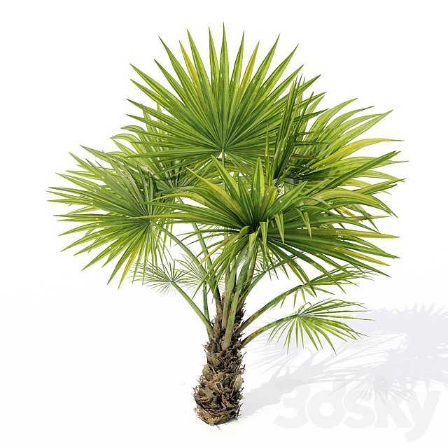 Chuniophoenix hainanensis 02