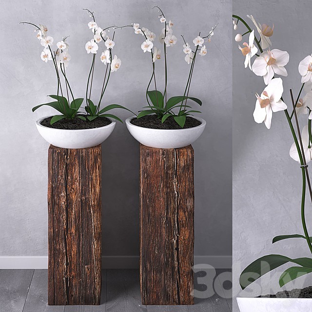 Orchid set 01