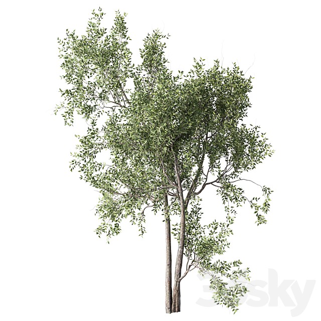 Olive Tree Set.346