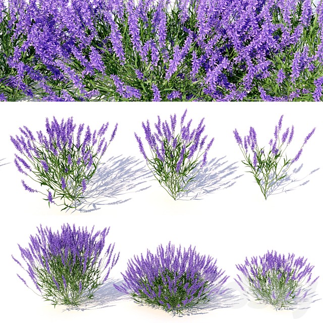 Lavandula