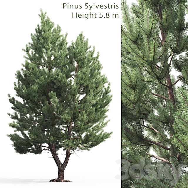 Pine