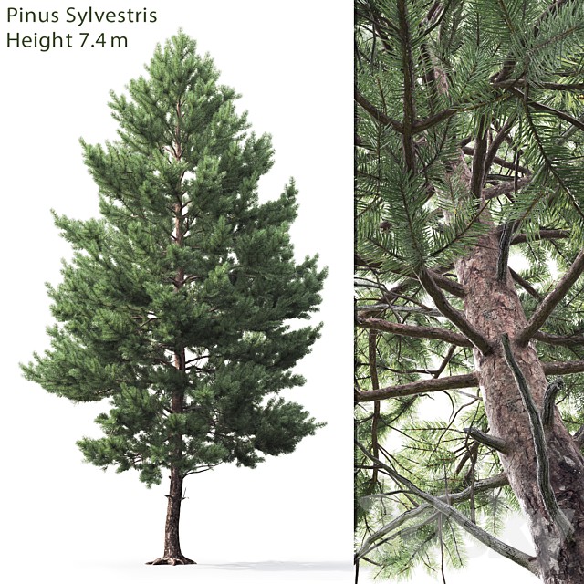 Pine