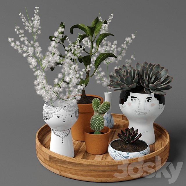 Plants tree 41