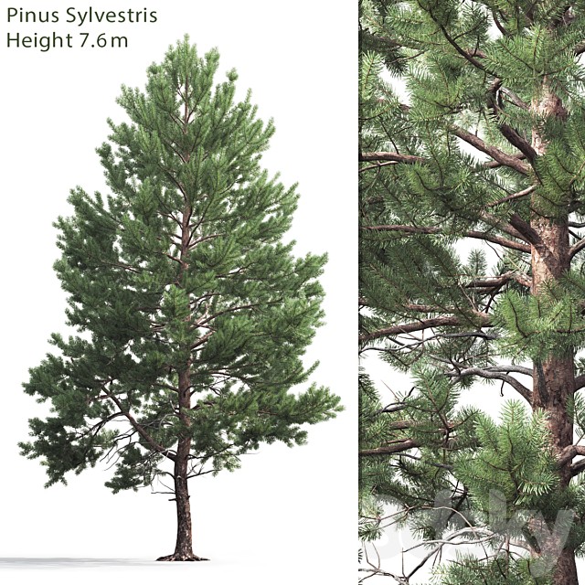 Pine
