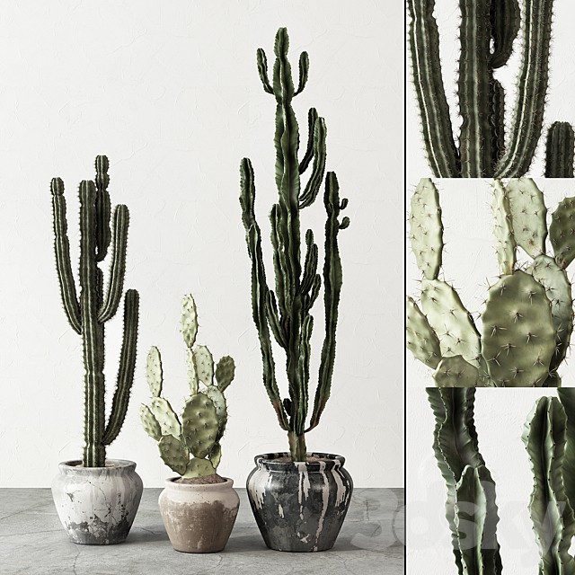 Set of Cactuses
