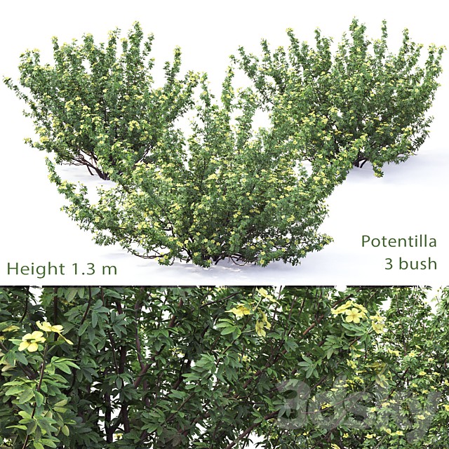 Potentilla bush # 1