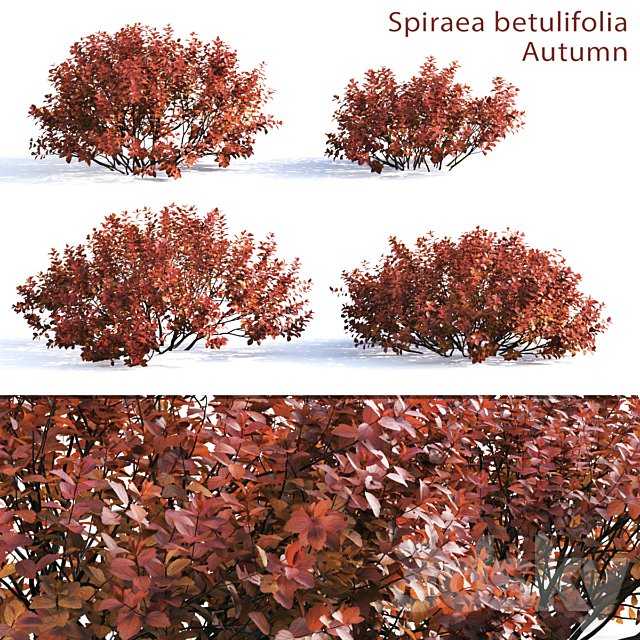 Spirea betulifolia (Autumn)