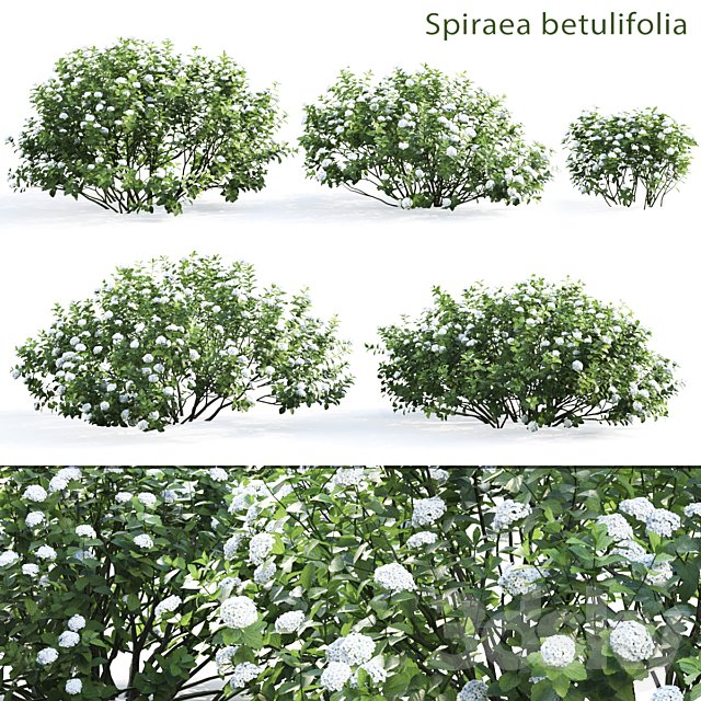 Spirea betulifolia