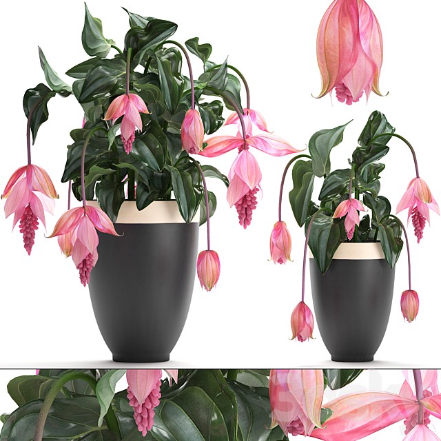 Collection of plants. rose flowers, medinilla, exotic flower, pot, flowerpot, houseplants, bud