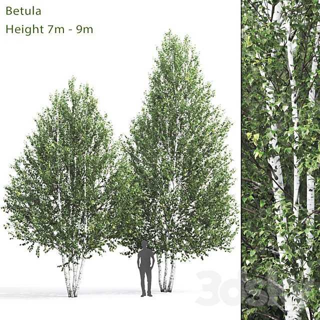 Birch