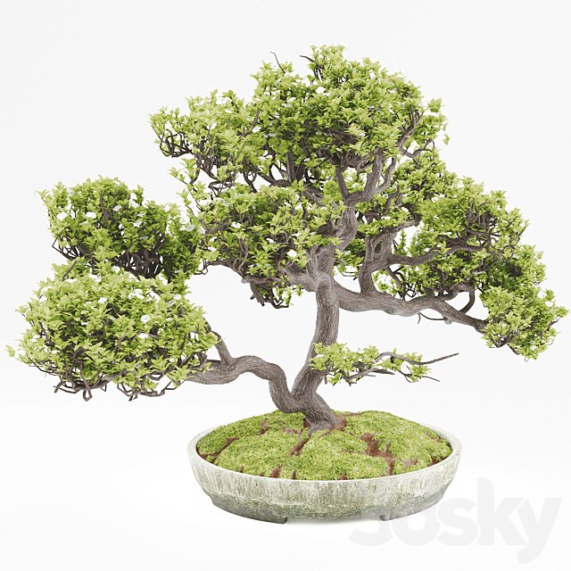 Bonsai