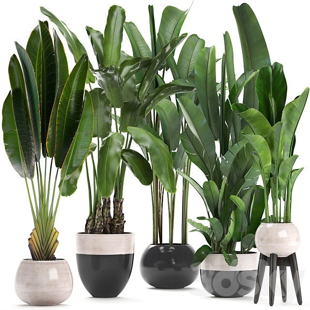 Plant collection 238. A set of palm trees, banana, strelitzia, ravenala, indoor plants, flowerpot, pot, bushes, exotic, stylish, luxury decor, eco design
