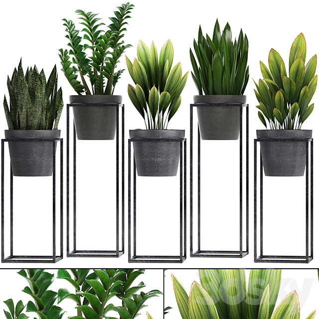 Plant collection 240. Shelf with flowers, Zamioculcas, sansevieria, indoor plants, pot, stand