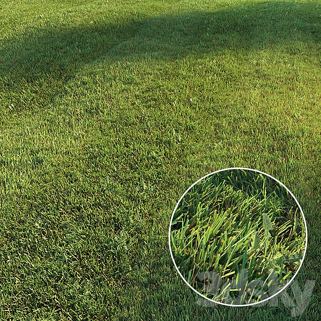 Mowed lawn