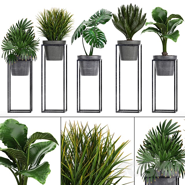 Plant collection 241. Shelf with flowers, monstera, cycas, cycad, palm, rapis, alocasia, indoor plants, pot, Raphis Palm
