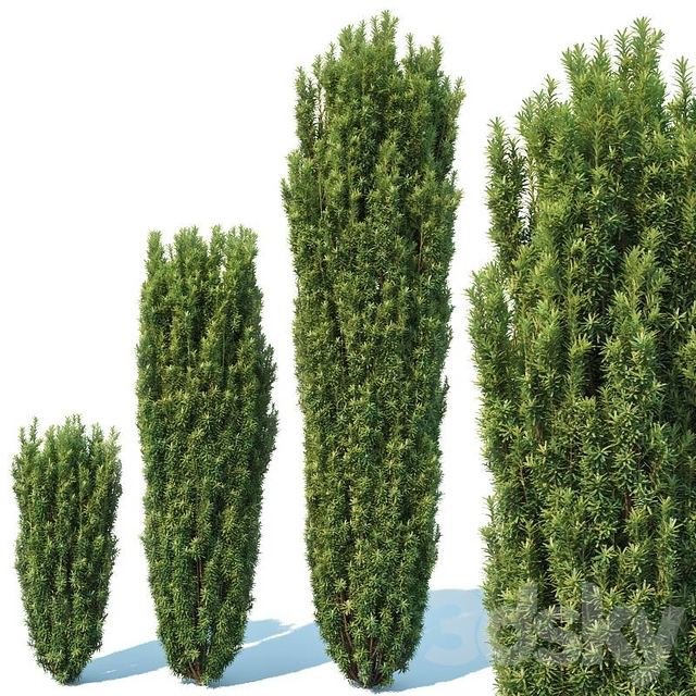 Taxus Baccata # 1 Fastigiata Robusta V2