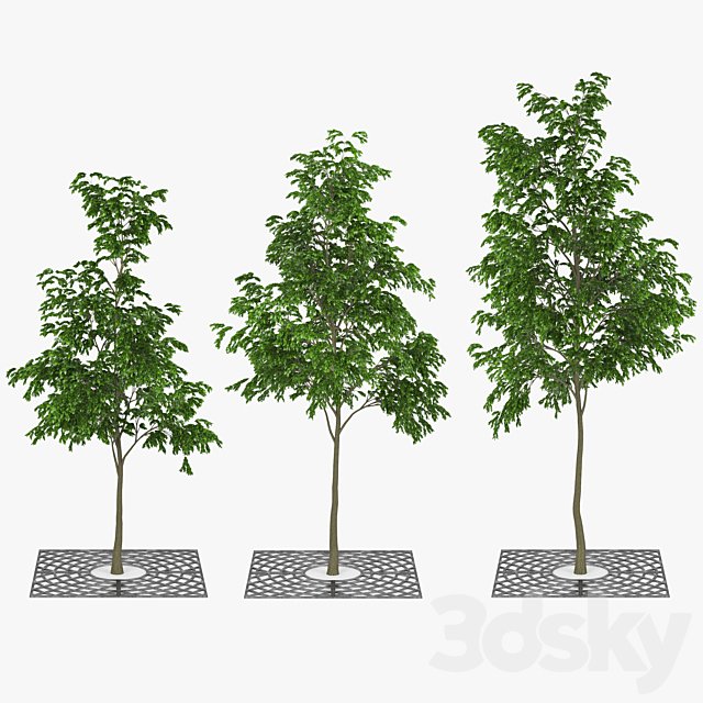 Street Tree 01
