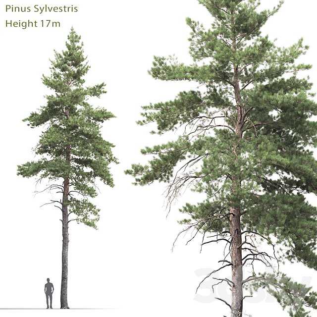 Pine