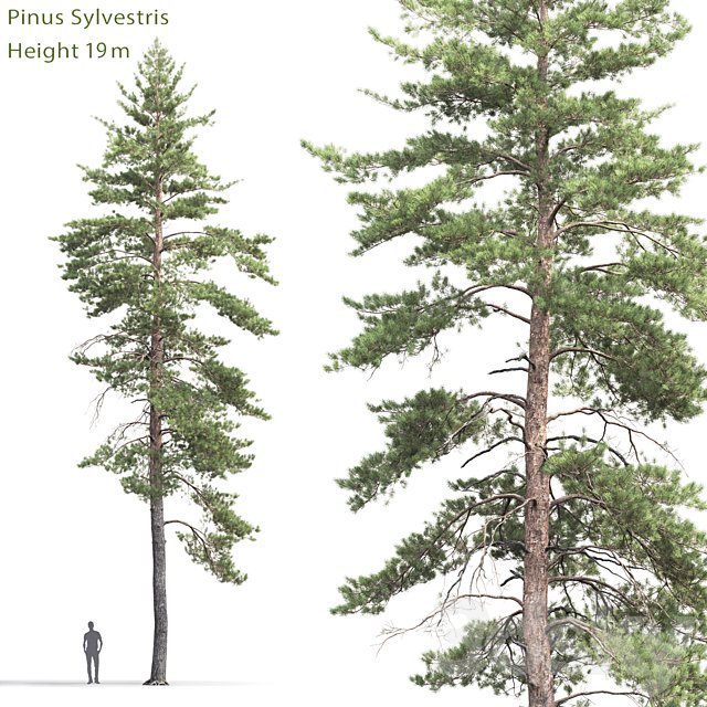 Pinus Sylvestris # 8 (19m)
