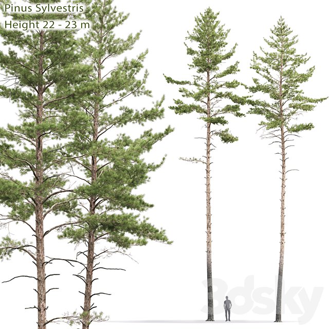 Pinus sylvestris # 10 (22-23m)