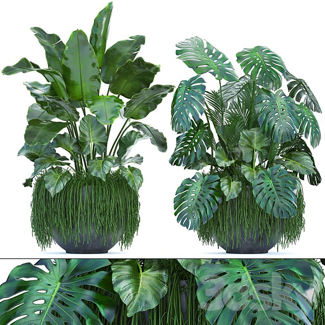 Plant collection 253. Thickets, monstera, banana, strelitzia, succulents, flowerpot, indoor plants
