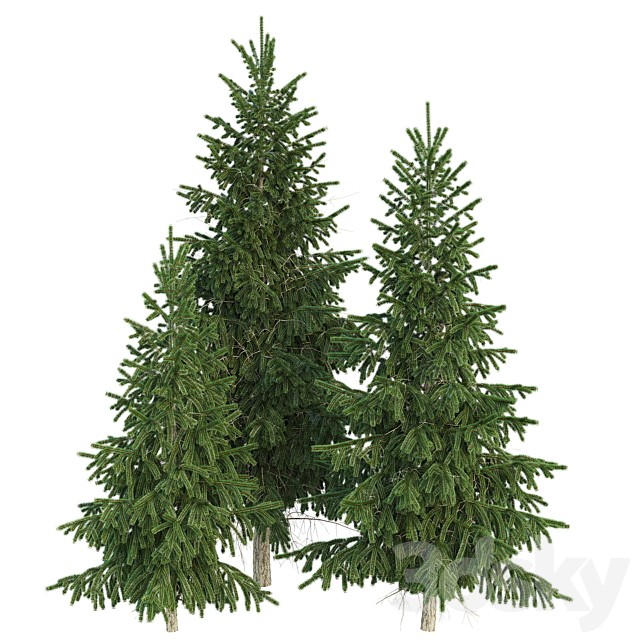 Spruce