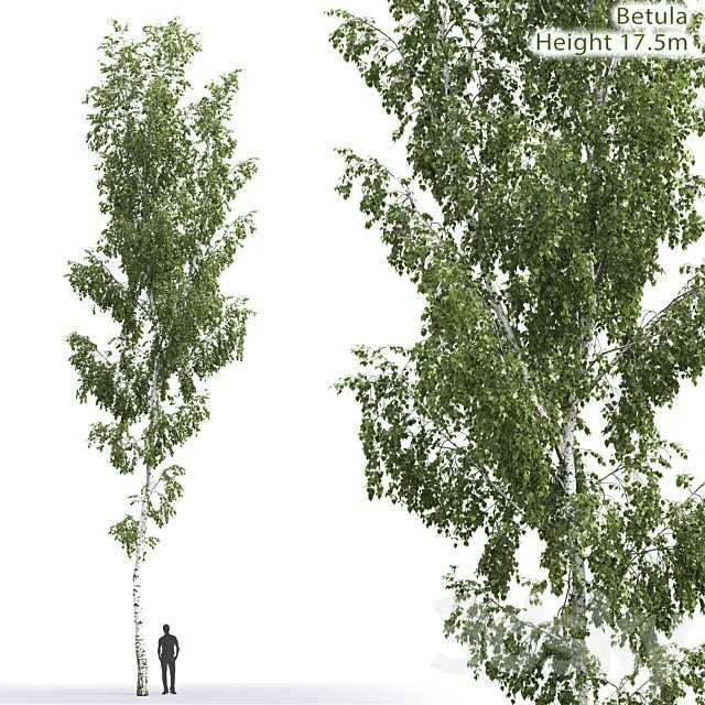 Betula